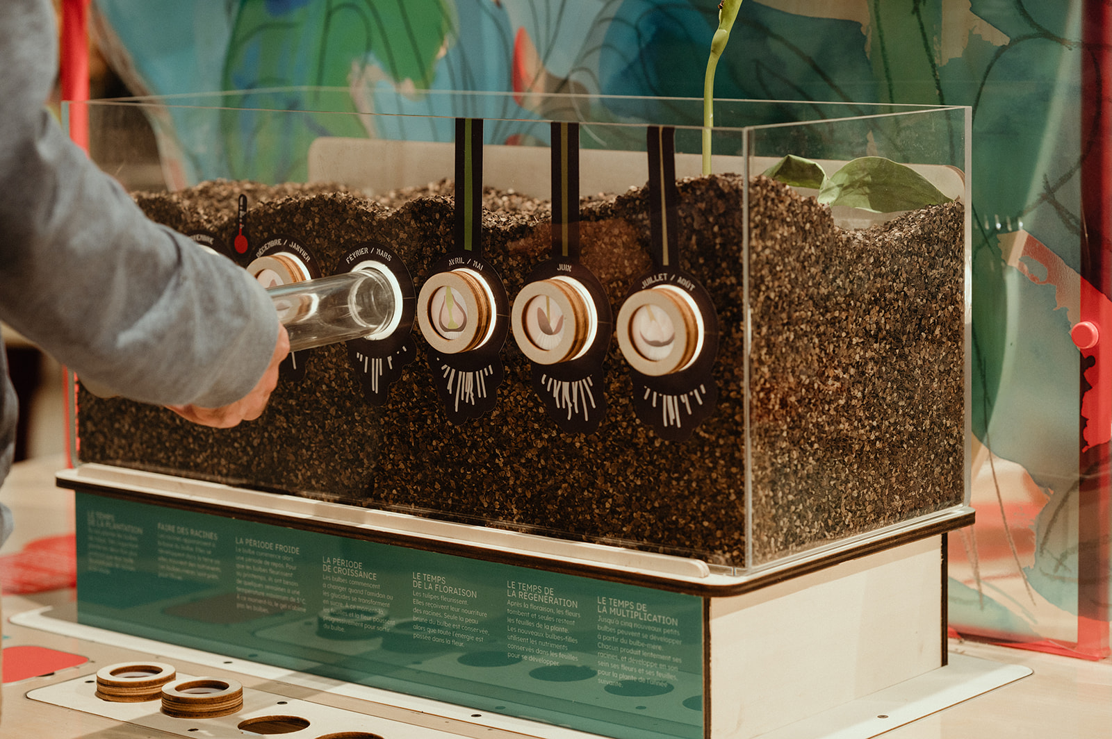 Photo d'une activité à propos des bulbes de tulipes